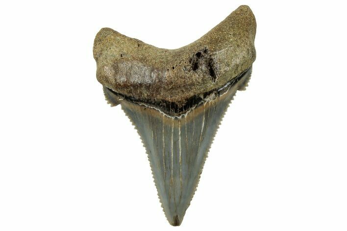 Serrated Angustidens Tooth - Megalodon Ancestor #326316